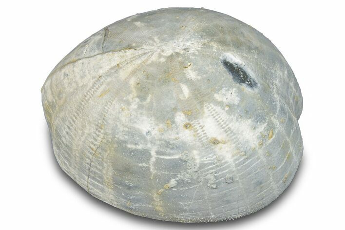 Cretaceous Sea Urchin (Holaster) Fossil - Texas #286482
